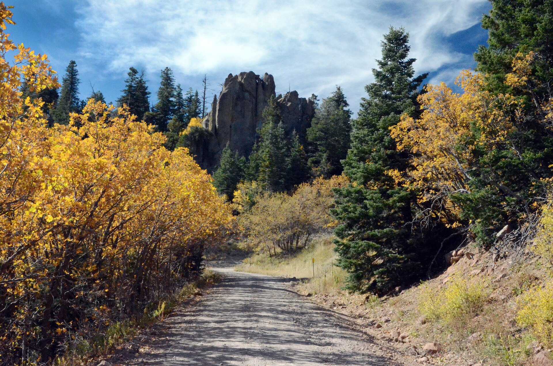 Kaibab National Forest pines near Williams, Arizona